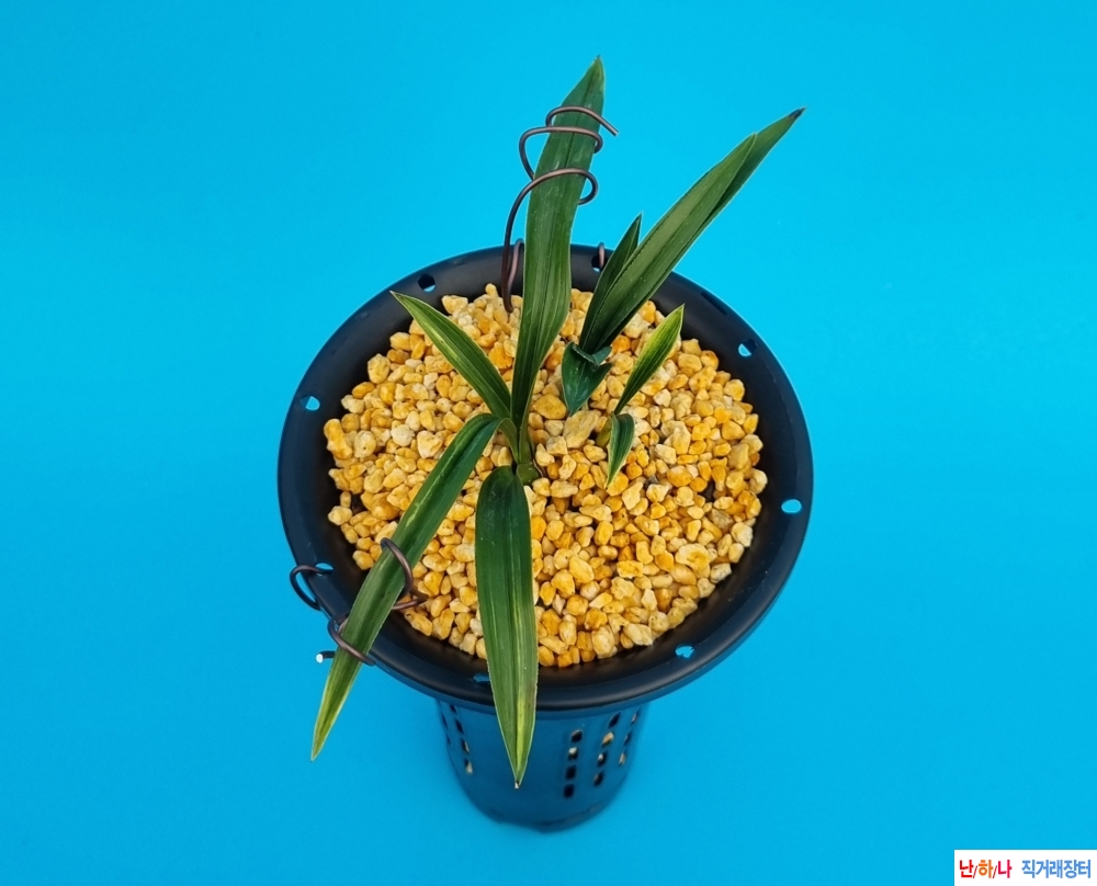 금계로갈후육환엽산반