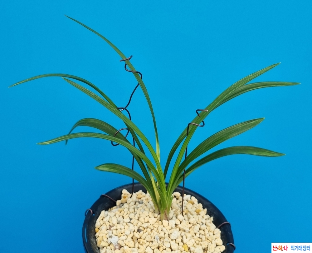 환엽성산반중투