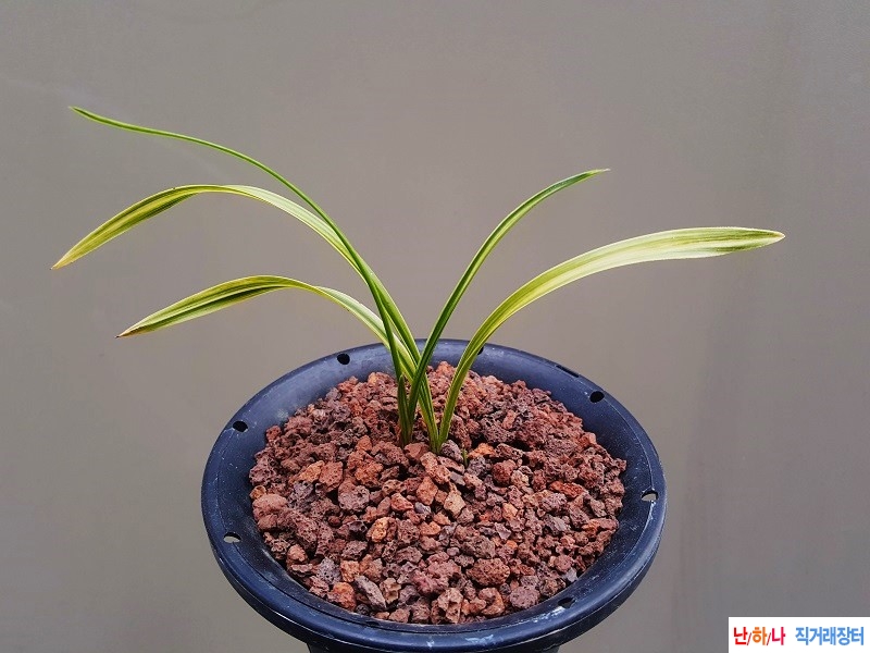 종자하세요. (금계녹호?