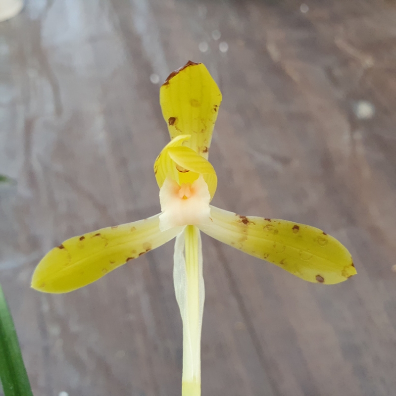 색기대,,소심,,꽃1