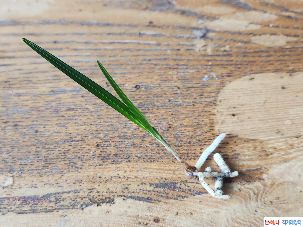 산채 산반1서반물2