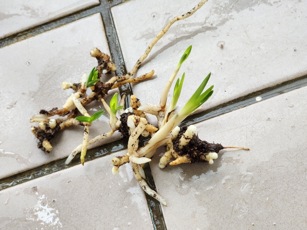 산채11촉