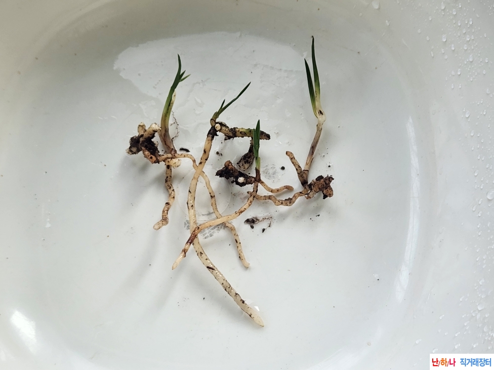 산채단엽성변4촉