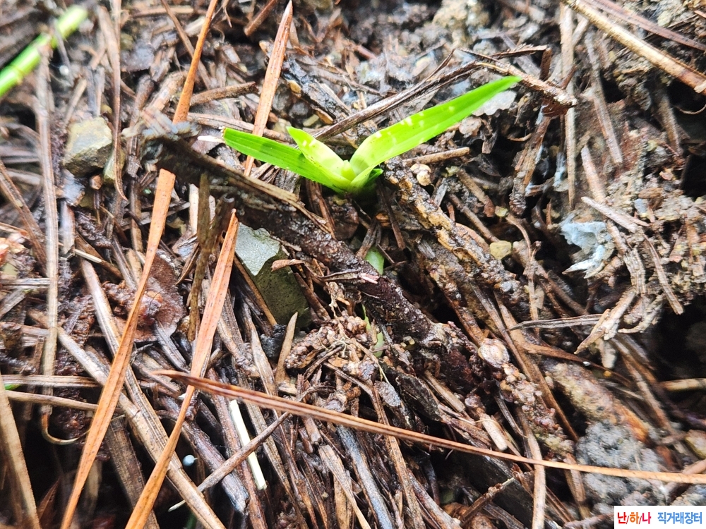 산채단엽성서반
