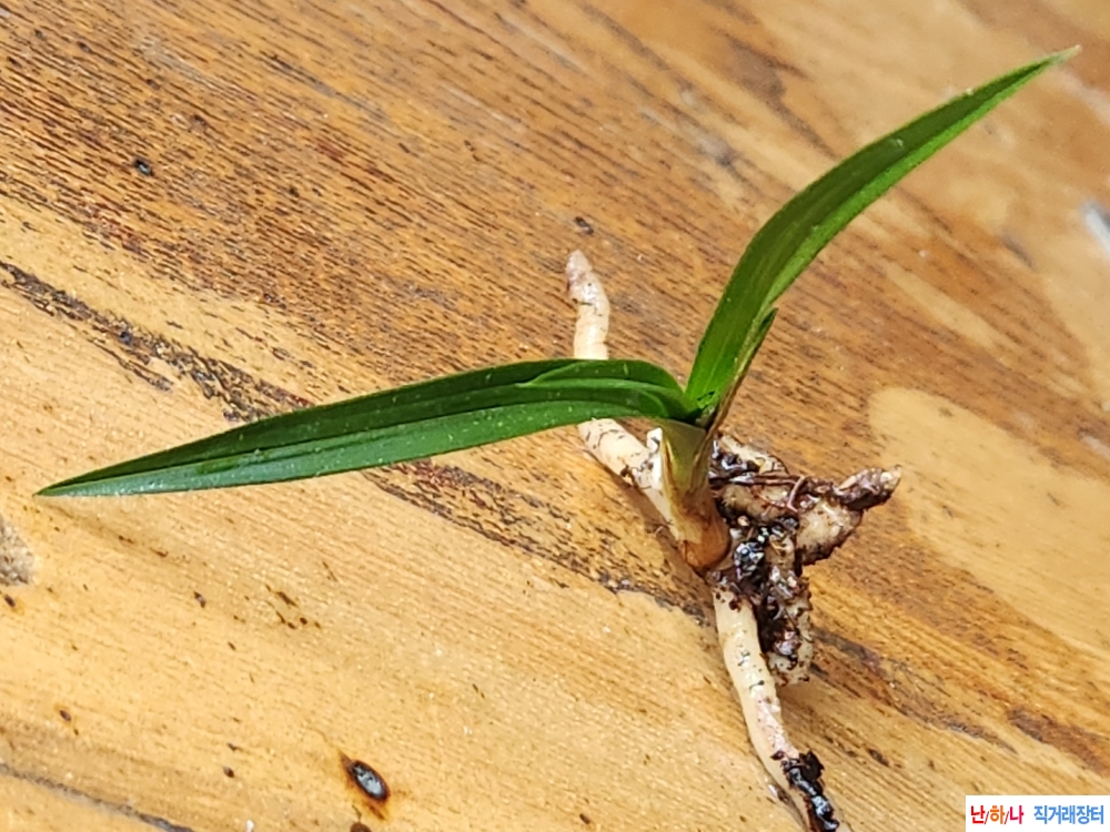 산채단엽성입변