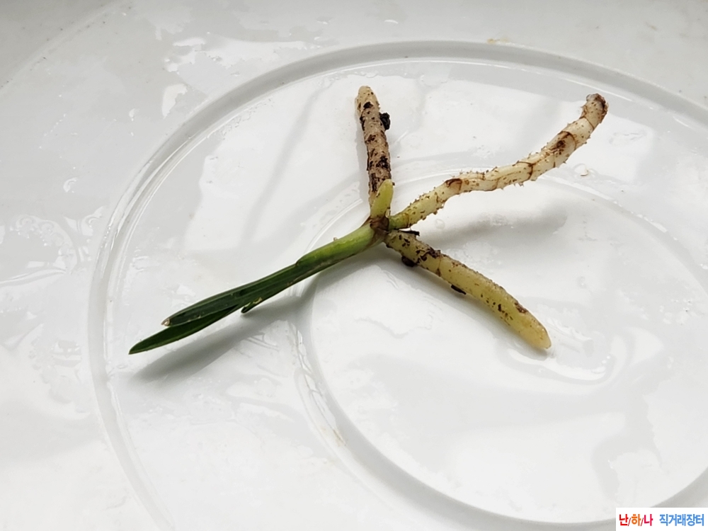 산채반성단엽