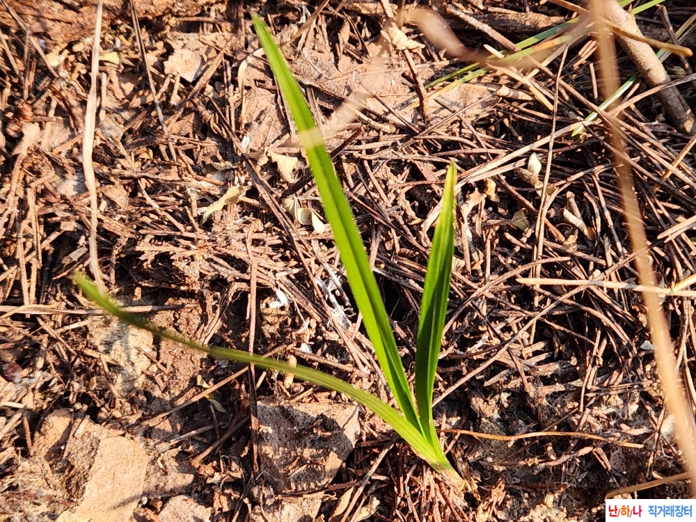 산채입변황산반