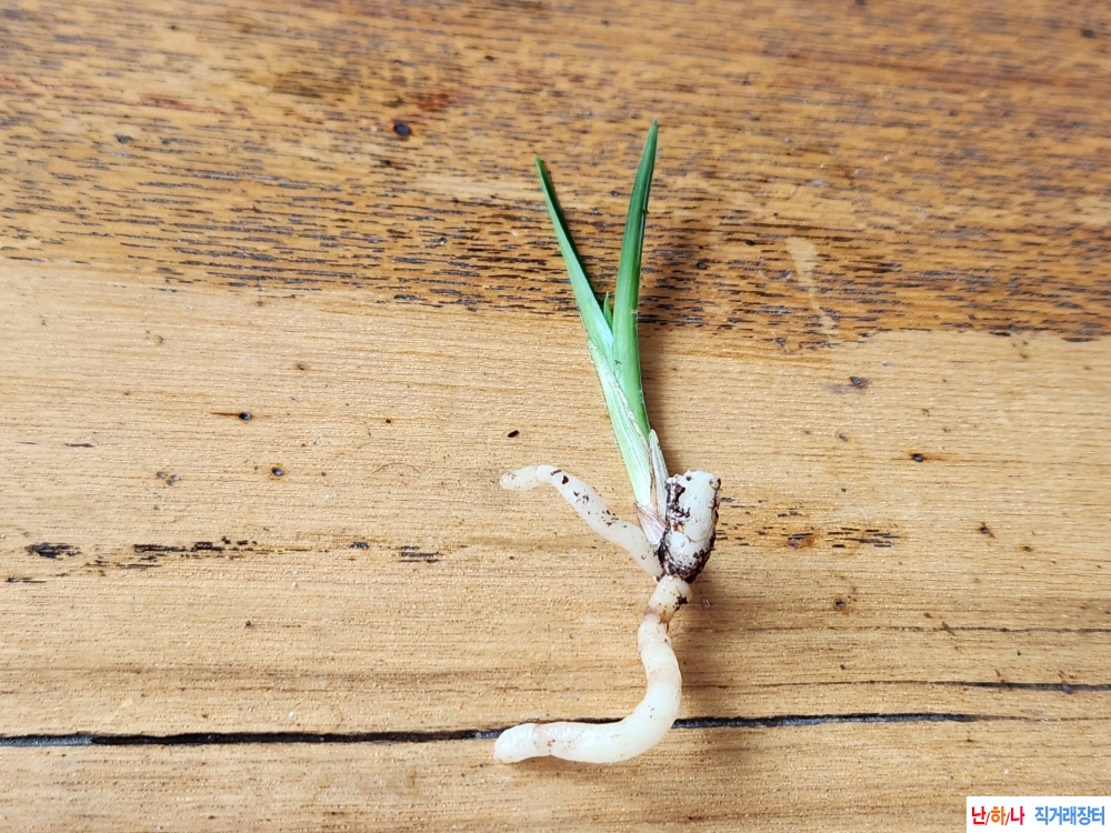 산채단엽성입변