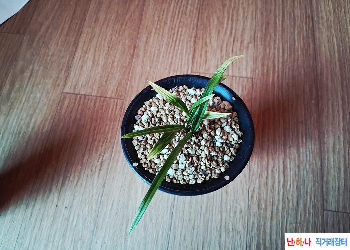 산채출발황산반