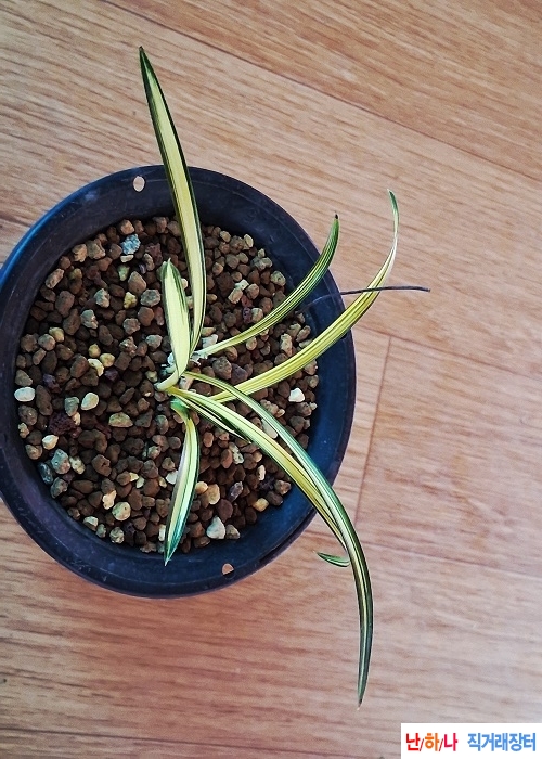 산채출발진청황중투