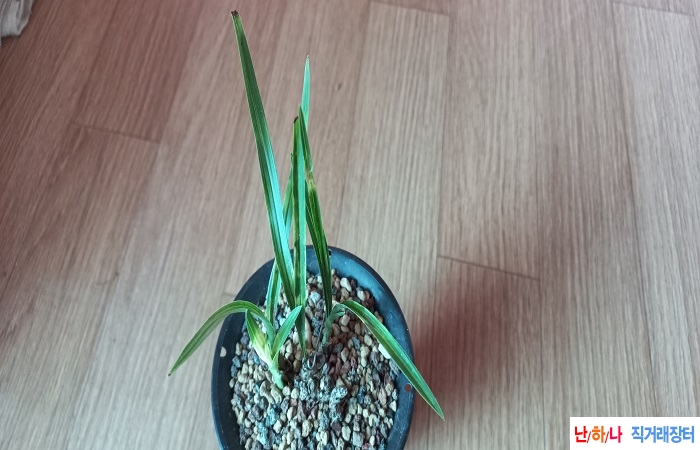 산채백서호반