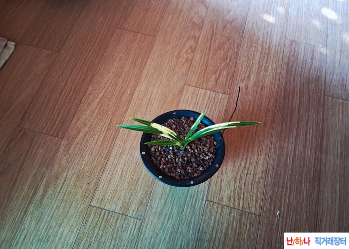 아담한입변황호피반