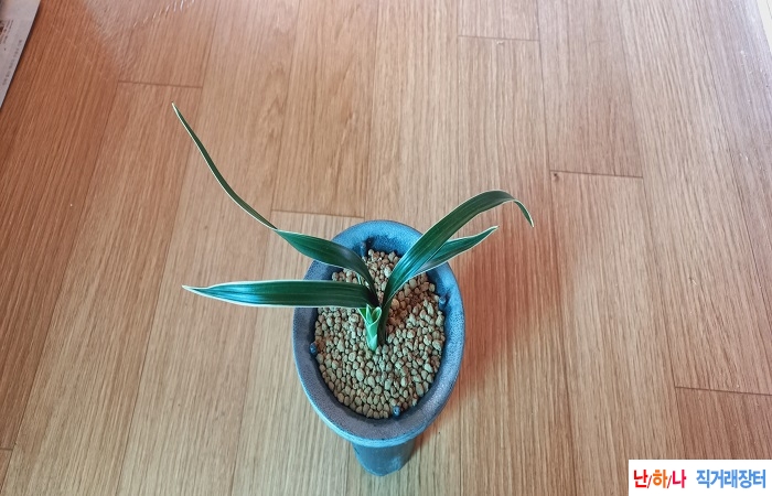 깔끔한백복륜