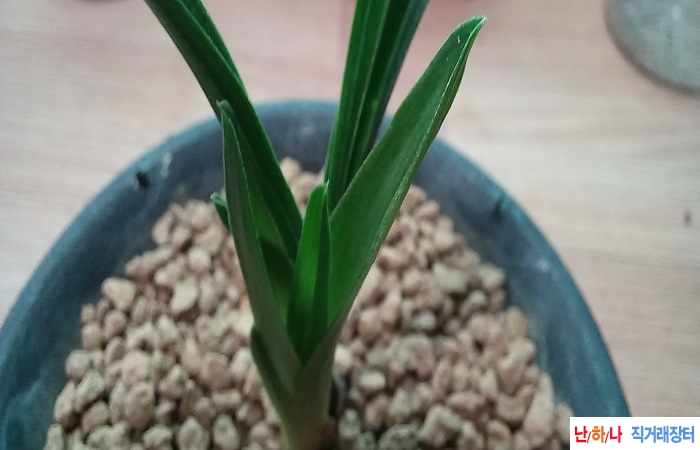 장단엽