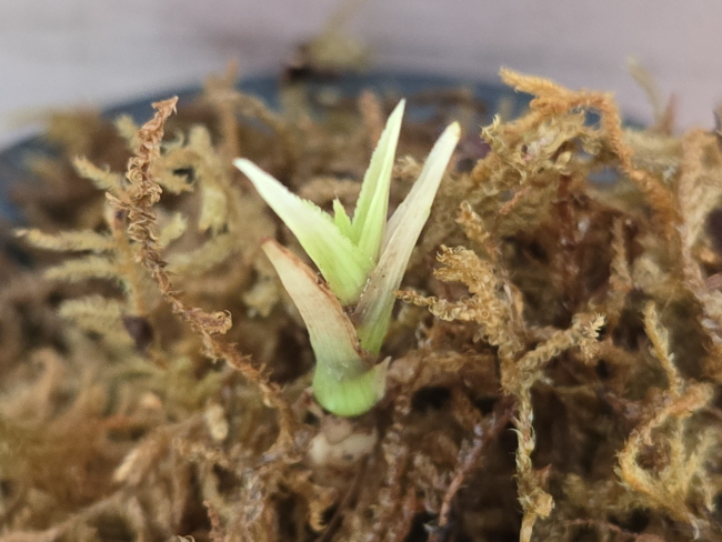 산채품