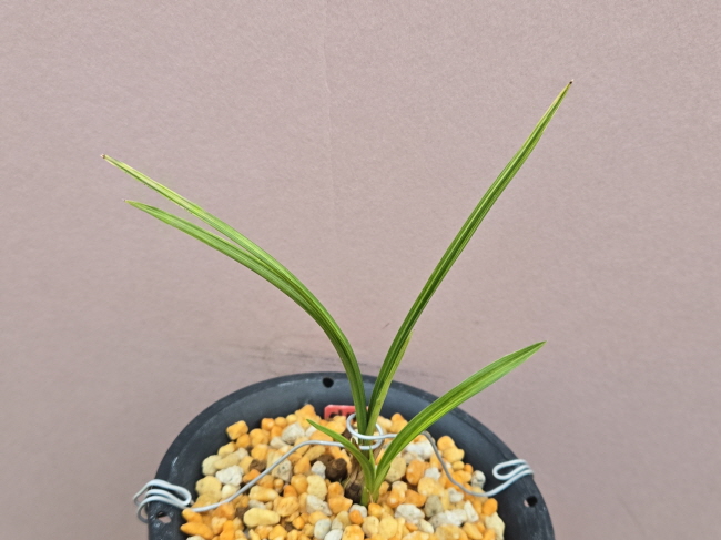 까가닥지입변산반호