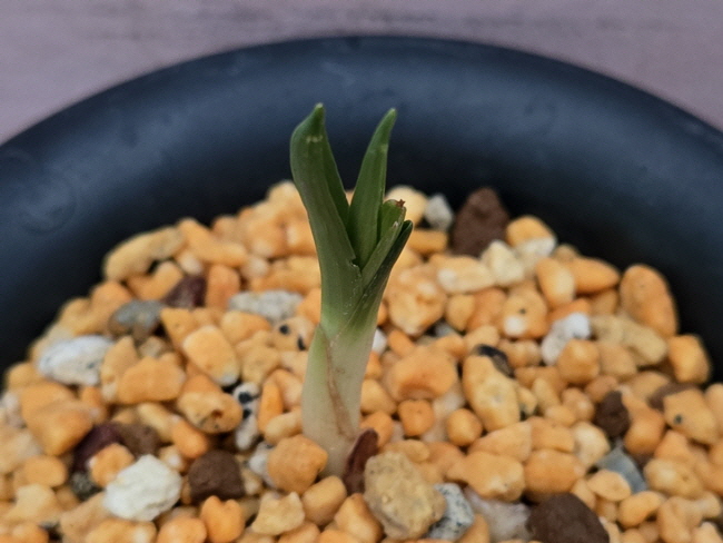산채품