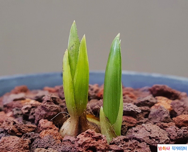 종자하세요. (단엽서반?