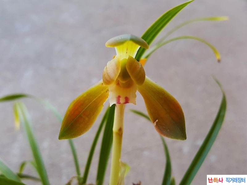 꽃보세요. (적홍화/꽃?