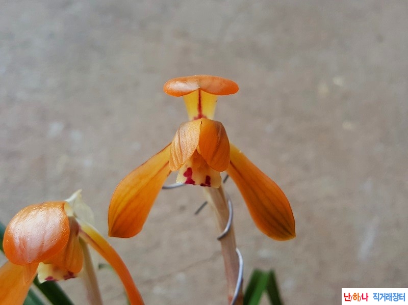 꽃보세요. (홍화/꽃대3)