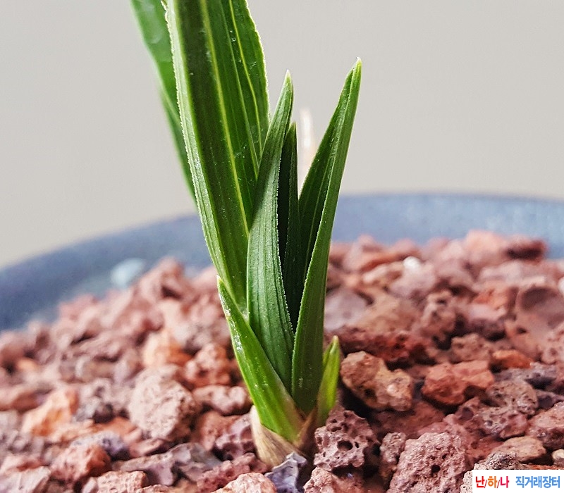 종자하세요. (단엽)