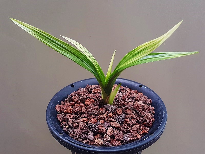 종자하세요. (단엽산반?