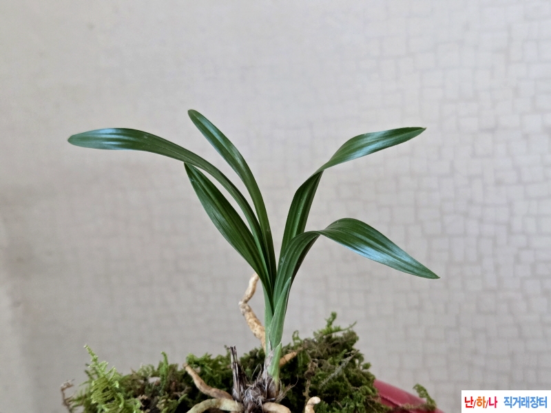 산채품 먹청 환엽