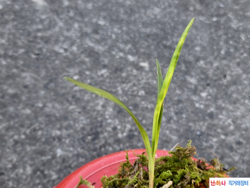 산채품 서반에 산반