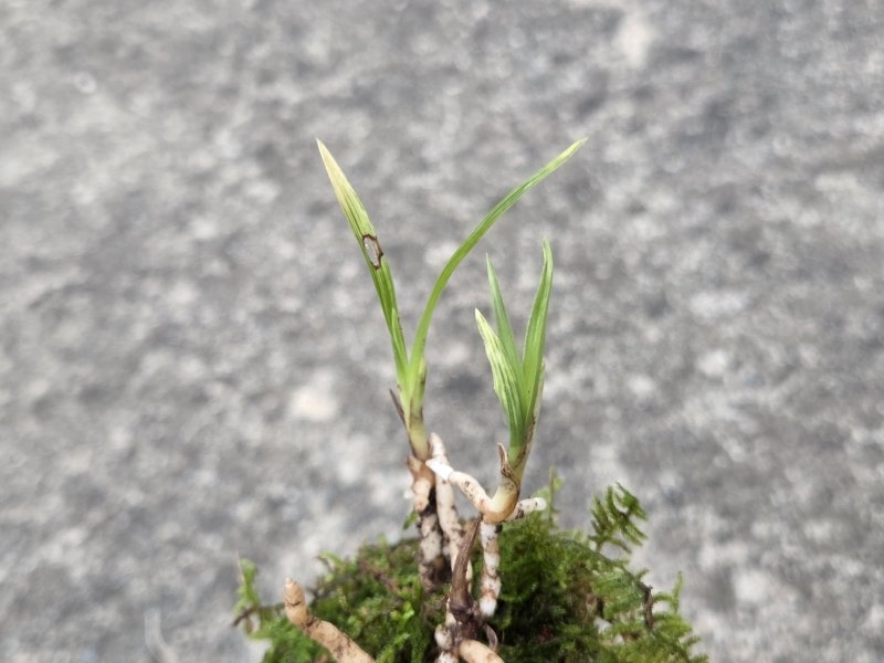 산채품 산반