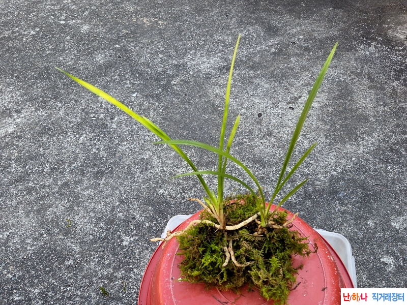 산채품 서반과 산반