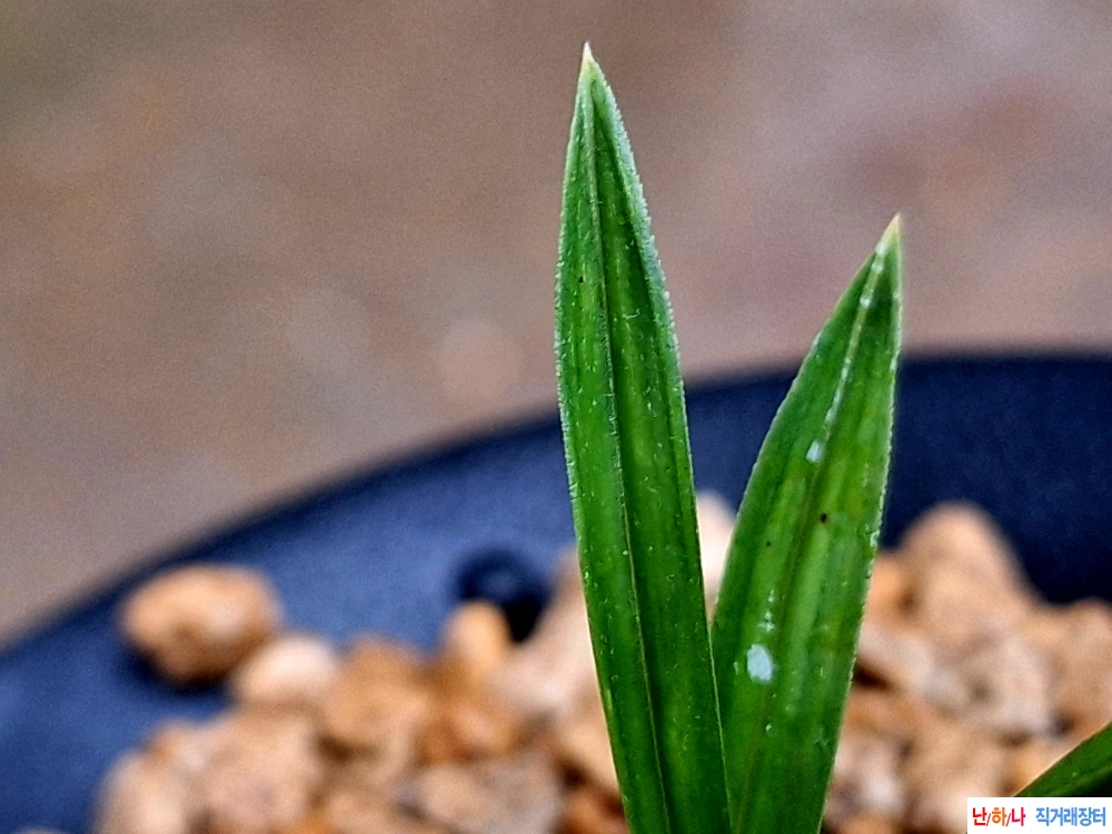 단엽서반(홍두기대)