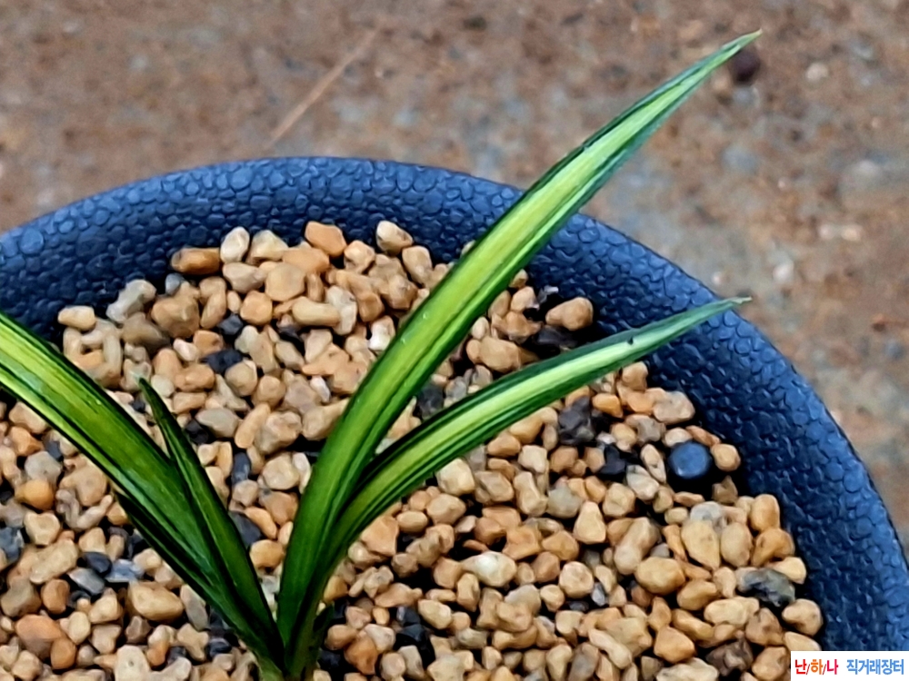 특입변황산반중투