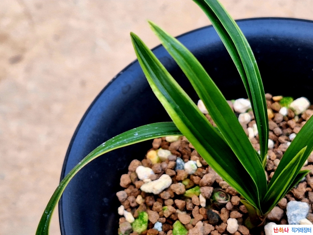 녹호산반기대품