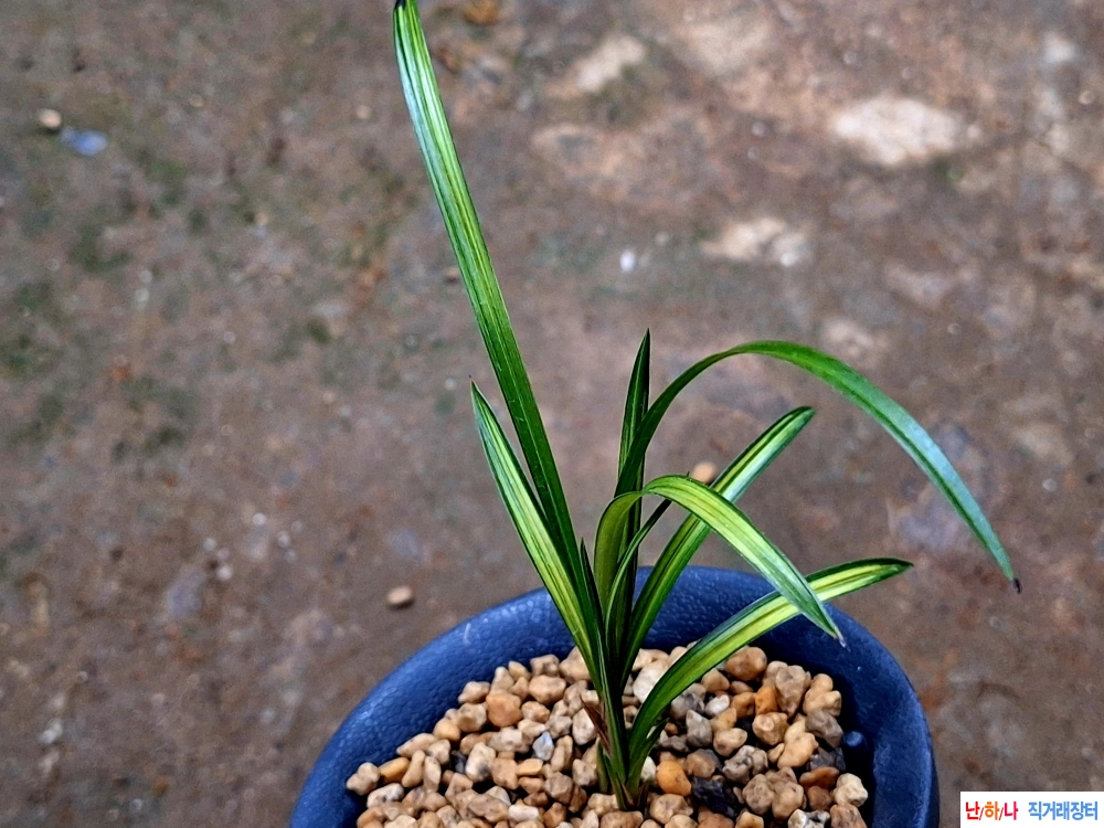 금계녹호산반중투