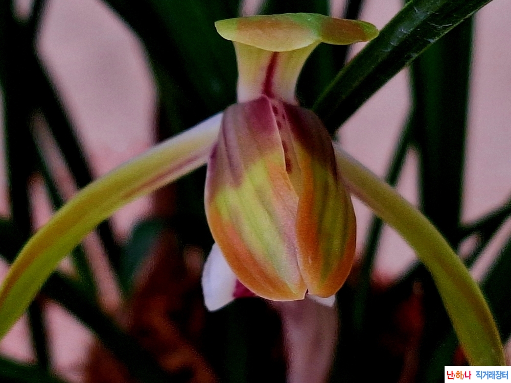 산반홍복륜복색