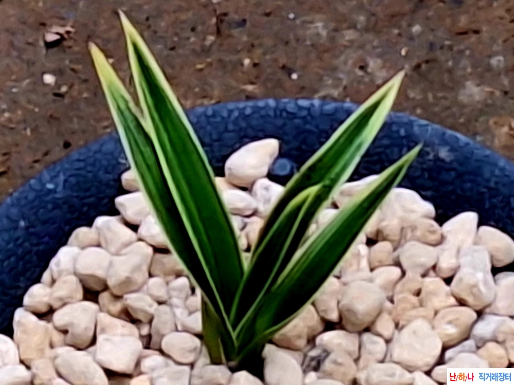 단엽변산반복륜