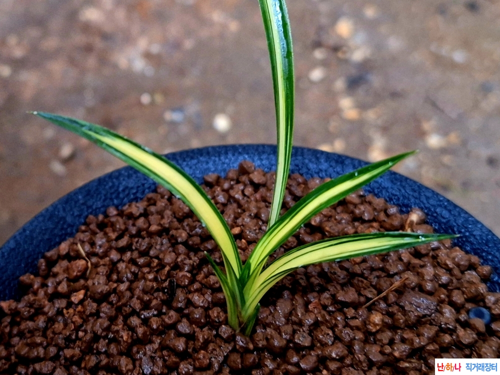 까닥지입변중투