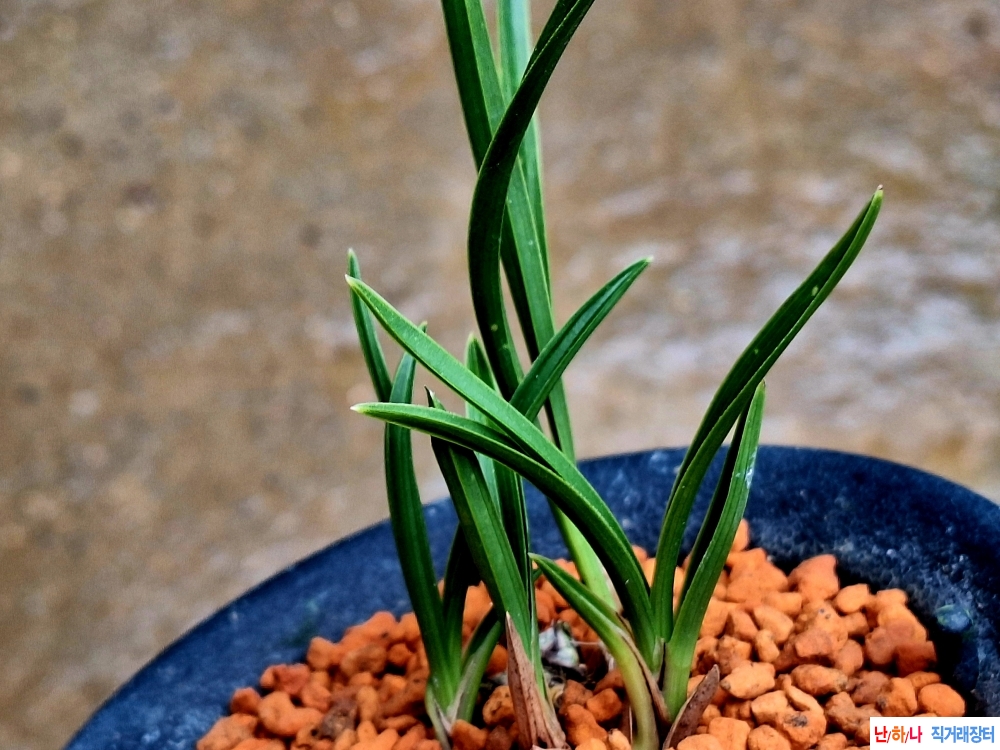 산출단엽성두화변