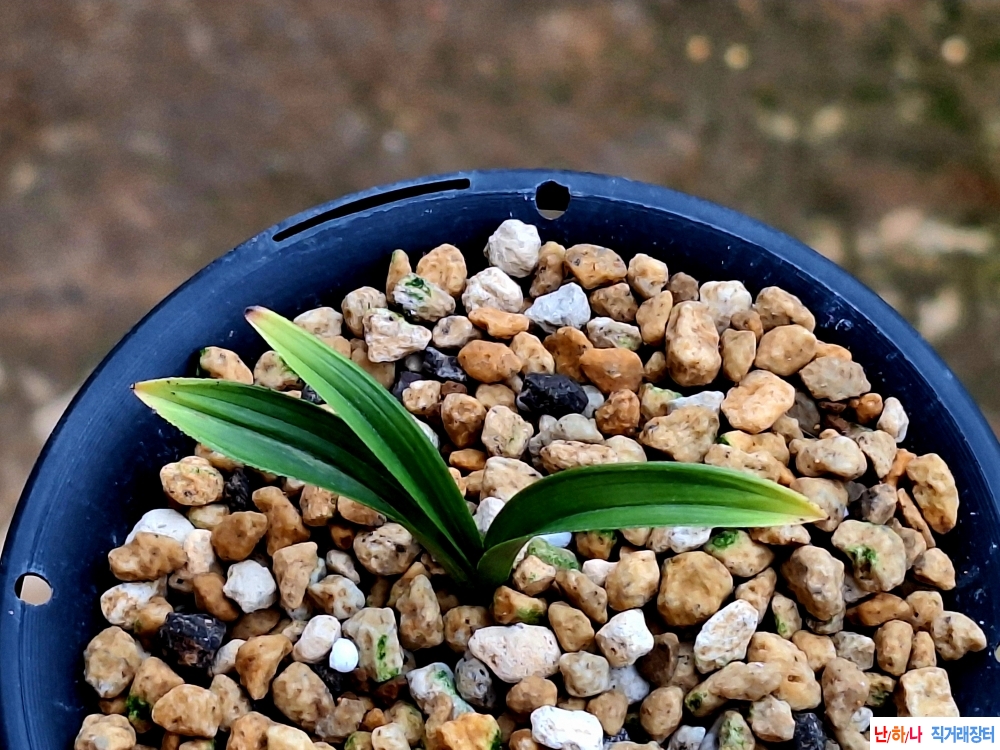 산출단엽산반종자