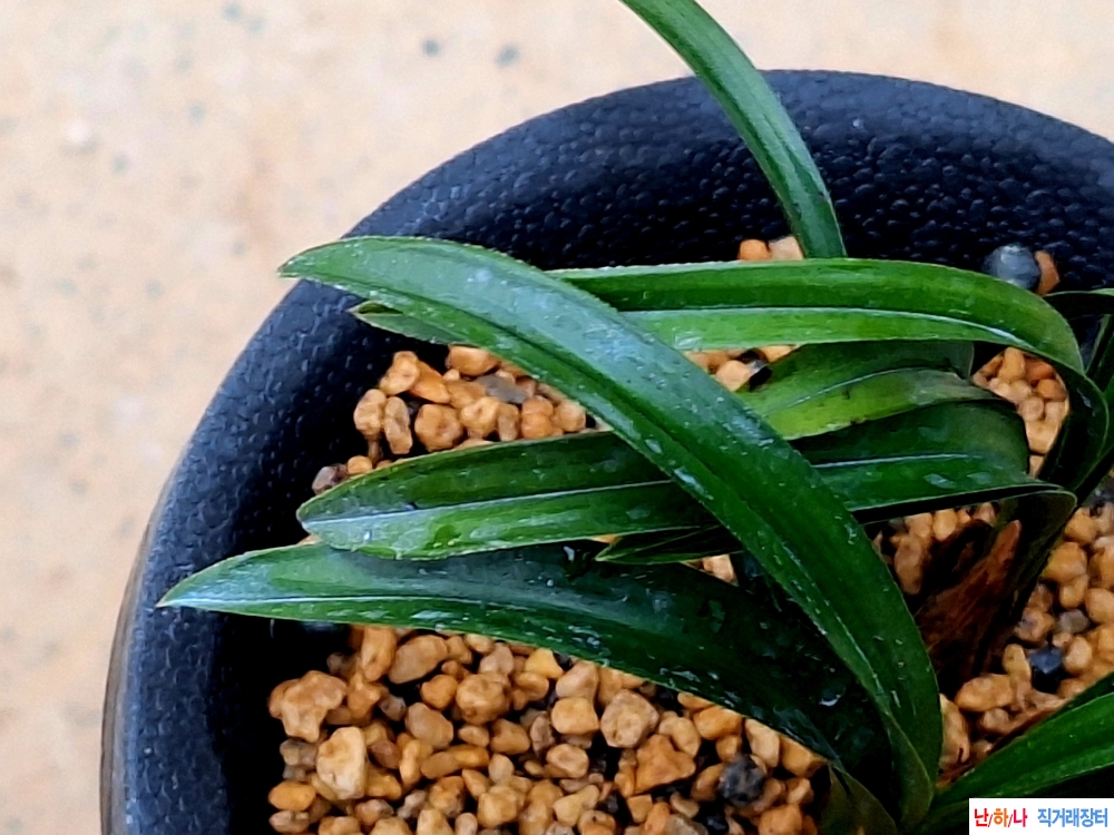 산출발전중인단엽