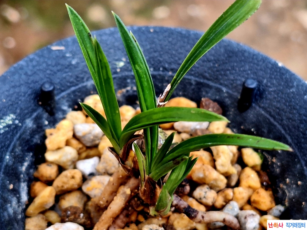 단엽서반홍두기대