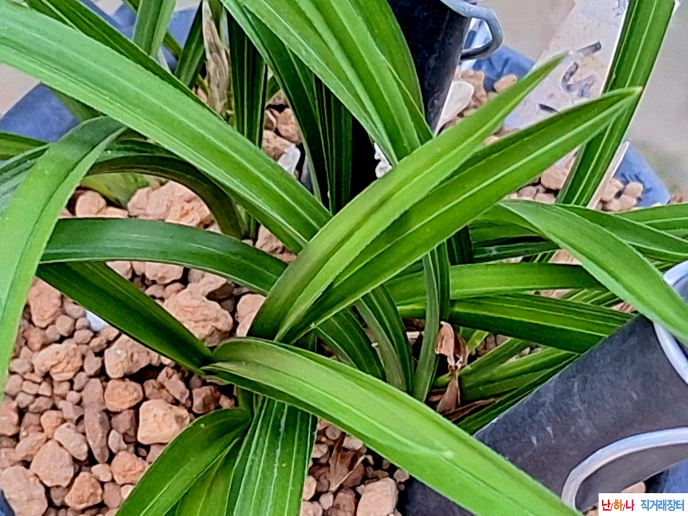 변빵색기대입변소심