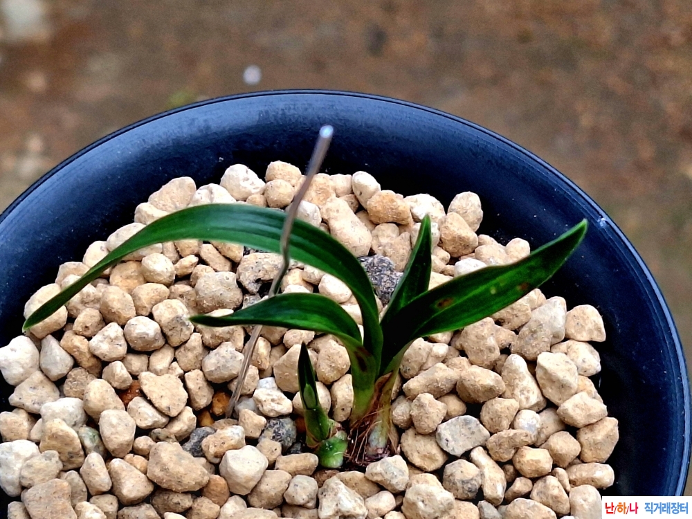 단엽성두화변반물