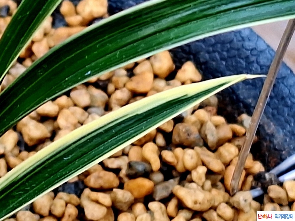 후육입변산반복륜