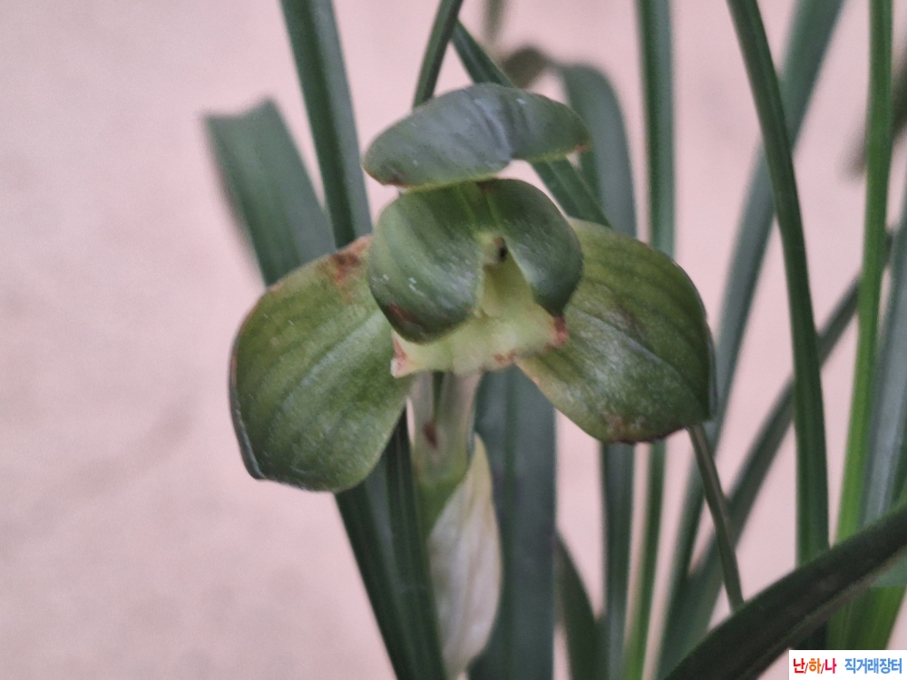 원판소심//송옥