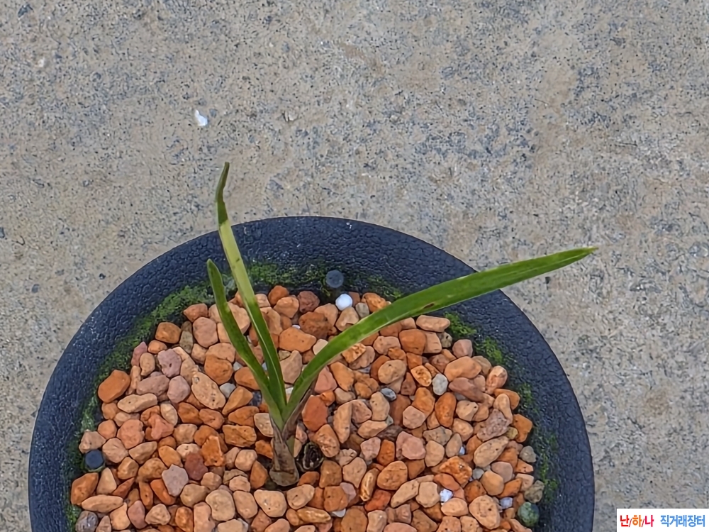 직입입변서호반