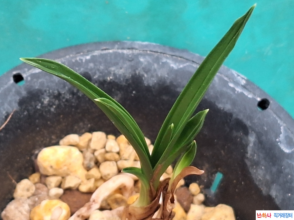 산출단엽호종자