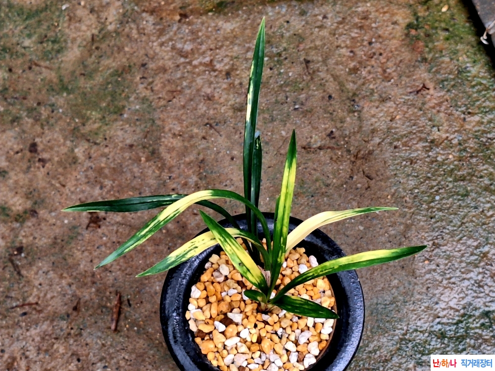 에이스극황호반