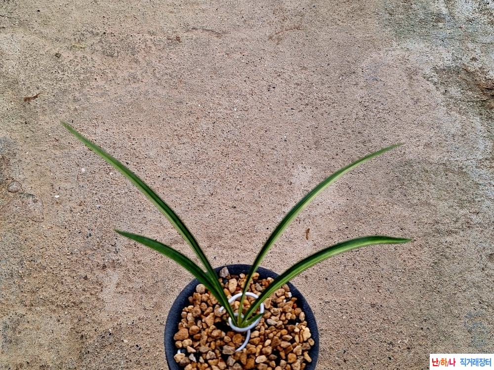 엽성산반녹호종자