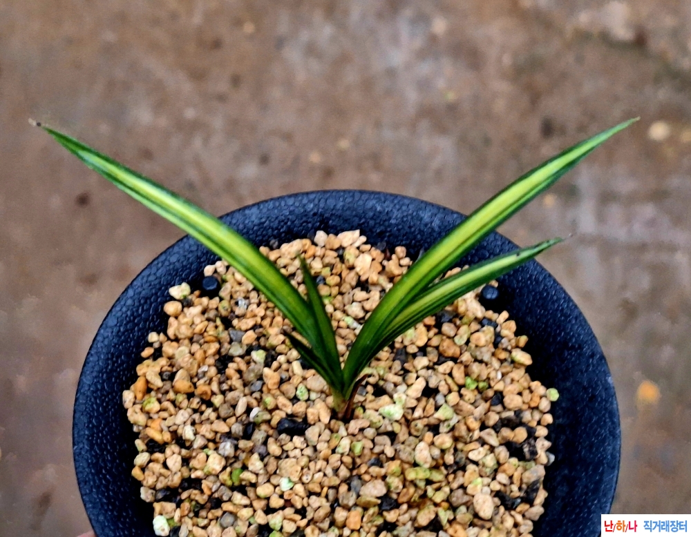 입변황산반중투